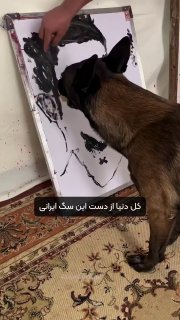 این سگ ایرانی دنیا رو ترکوند! 🐶🎨
اسمش گانره‌ست؛ با قلم نقاشی پرتره رونالدو رو کشیده و حتی می‌نویسه: «I ❤️ Iran».
ولی ماجرا اینجا تموم نمیشه… مثل ژیمناست روی دو دست راه میره ، روی طناب تعادلشو حفظ می‌کنه، با تیرکمون بطری و بادبادک رو می‌زنه 🎯، حتی جاروبرقی رو خاموش و سیمشو جمع می‌کنه!
گانره الان تو مسابقات جهانی ۴ امتیاز گرفته و میگن هوشش در حد بچه ۵ ساله‌ست. 🤯

‌🆔  💯