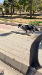 این کلیپ تو اینستا بیش از ۸ میلیون بازدید داشته!
سگ پول پرست😂

‌🆔  💯